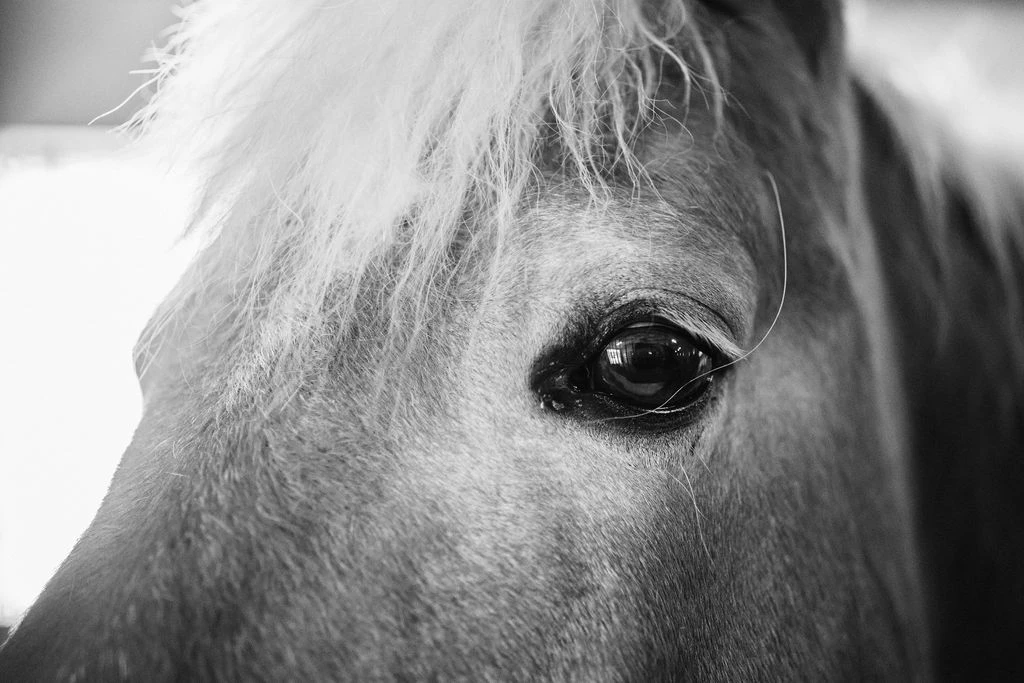 Zdjęcie przedstawia zbliżony kadr konia, ukazujący jego oko.